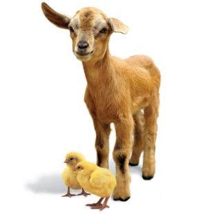 best charity to donate a goat|Donate a Goat and 2 Chickens .